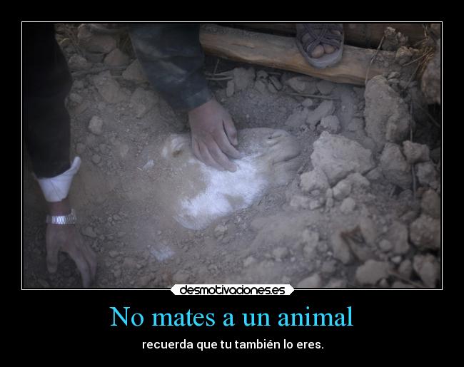 No mates a un animal -