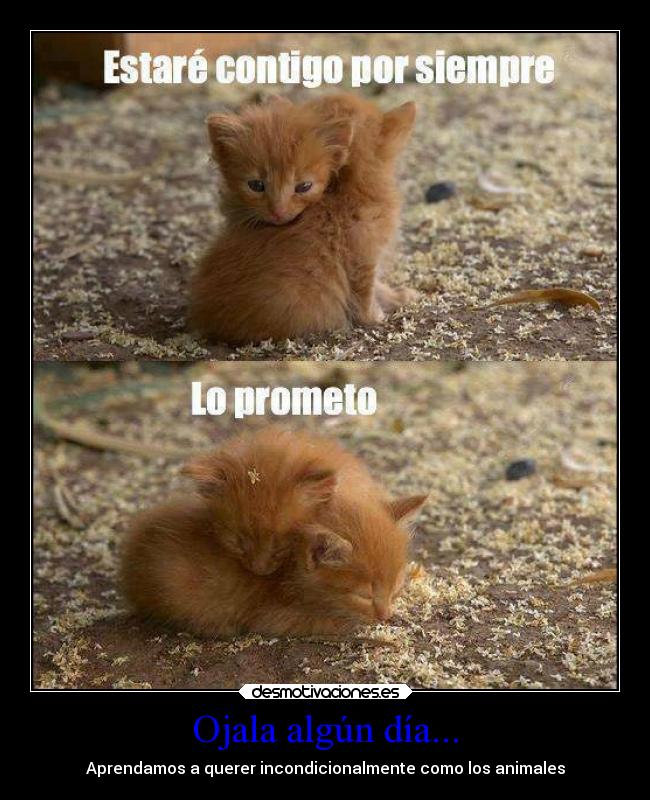 Ojala algún día... - Aprendamos a querer incondicionalmente como los animales