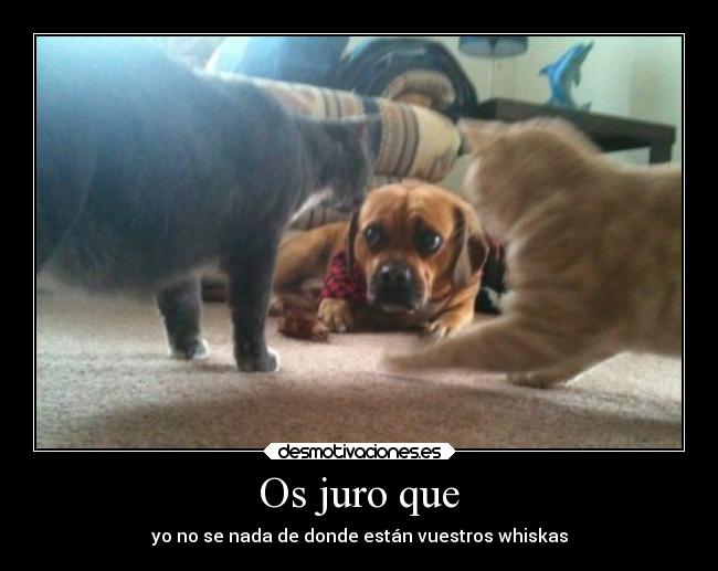 carteles perro acorralado desmotivaciones