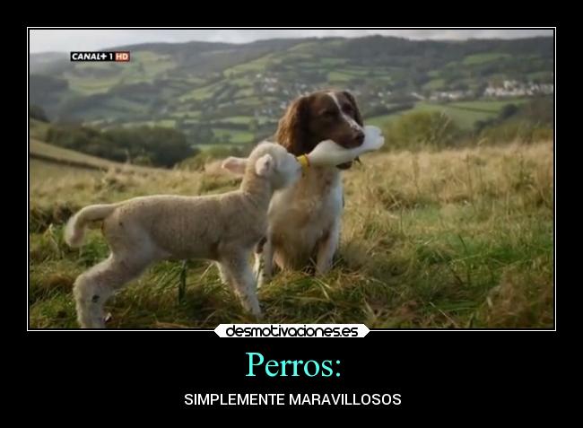 Perros: -