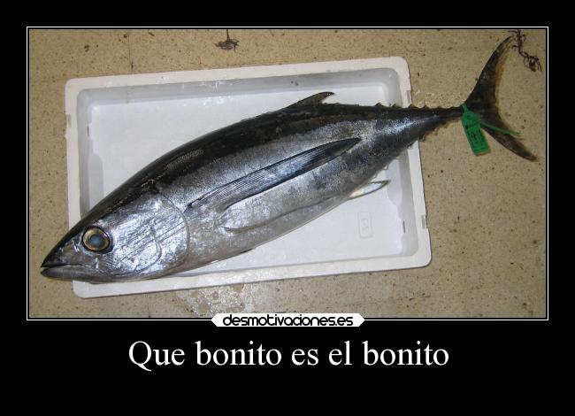 Que bonito es el bonito -