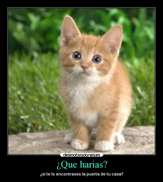 ¿Que harias? - ¿si te lo encontrases la puerta de tu casa?