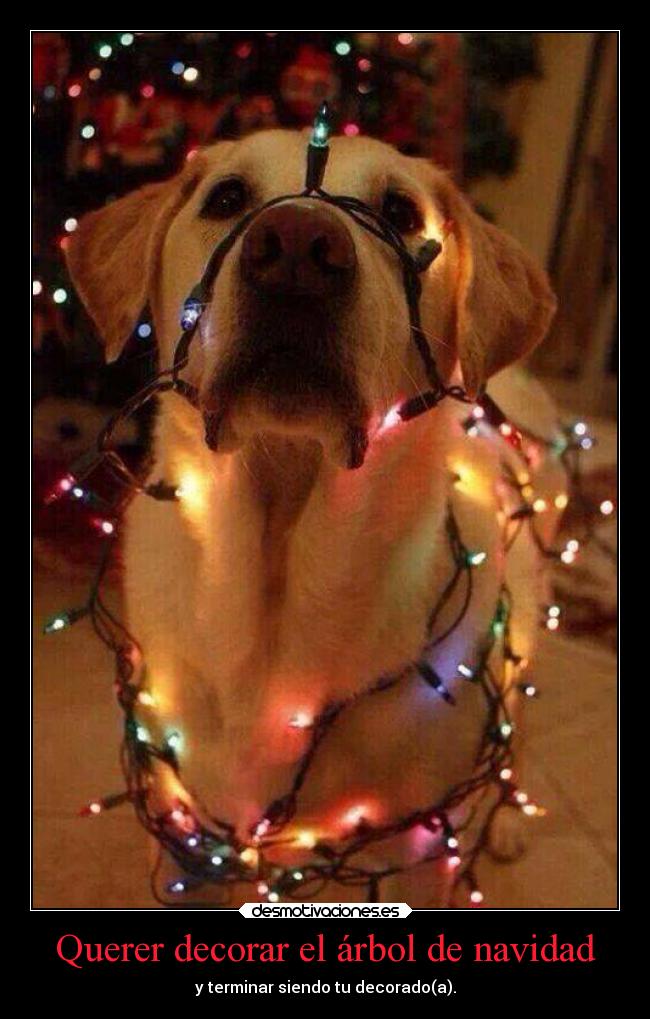 Querer decorar el árbol de navidad - y terminar siendo tu decorado(a).