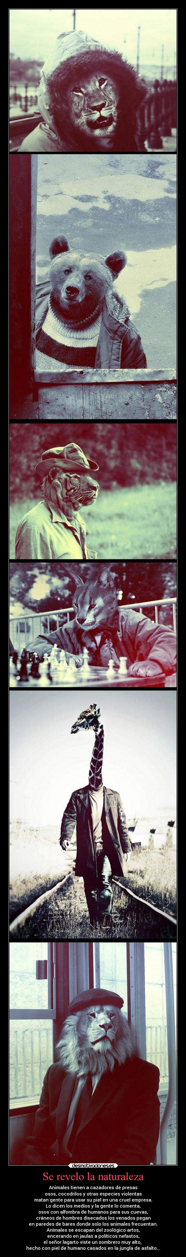 Se revelo la naturaleza - Animales tienen a cazadores de presas
osos, cocodrilos y otras especies violentas
matan gente para usar su piel en una cruel empresa.
Lo dicen los medios y la gente lo comenta,
osos con alfombra de humanos para sus cuevas,
cráneos de hombres disecados los venados pegan
en paredes de bares donde solo los animales frecuentan.
Animales se escapan del zoológico artos,
encerando en jaulas a políticos nefastos,
el señor lagarto viste un sombrero muy alto, 
hecho con piel de humano casados en la jungla de asfalto...