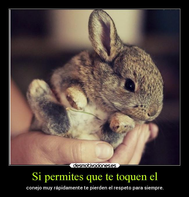 Si permites que te toquen el - conejo muy rápidamente te pierden el respeto para siempre.