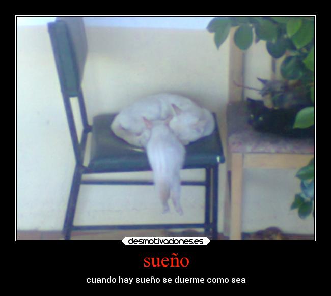 sueño - cuando hay sueño se duerme como sea