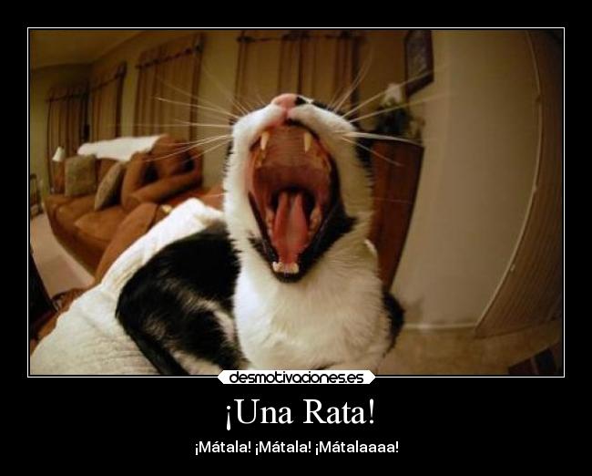 ¡Una Rata! - 