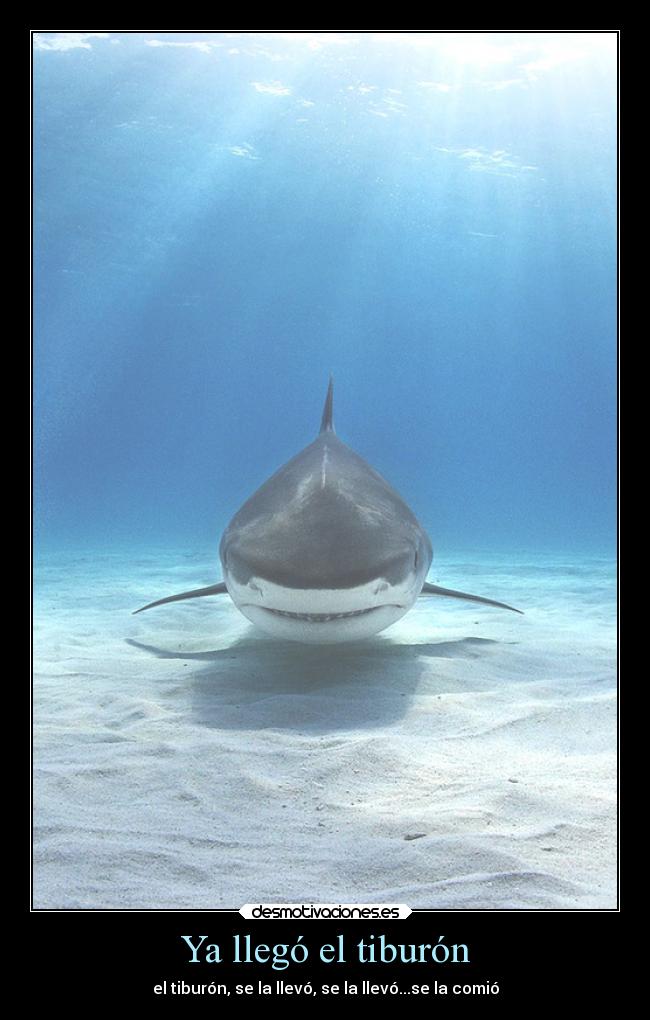 Ya llegó el tiburón - el tiburón, se la llevó, se la llevó...se la comió
