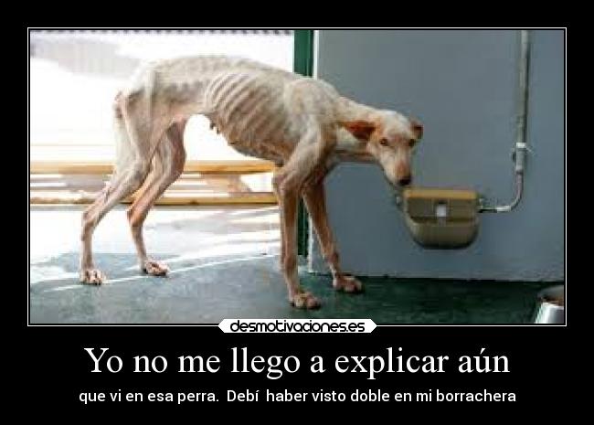 carteles perra desmotivaciones