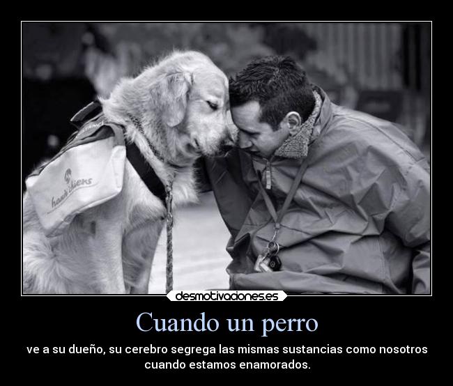 Cuando un perro -