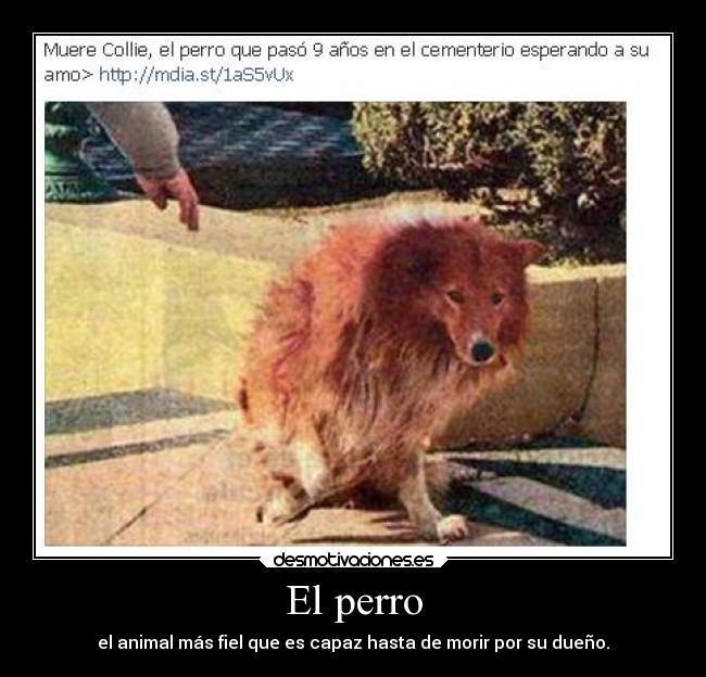 El perro - el animal más fiel que es capaz hasta de morir por su dueño.