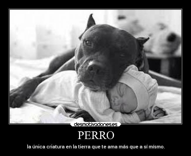 PERRO - la única criatura en la tierra que te ama más que a sí mísmo.