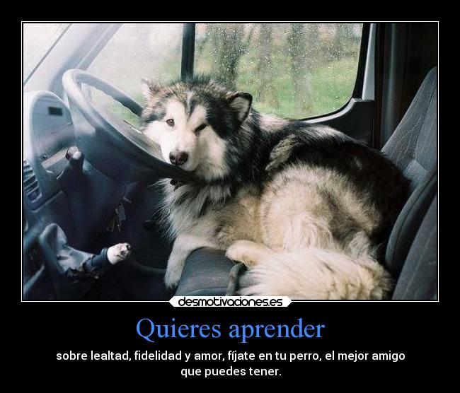 Quieres aprender - sobre lealtad, fidelidad y amor, fíjate en tu perro, el mejor amigo
que puedes tener.