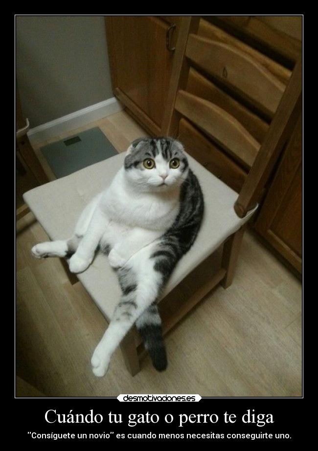 Cuándo tu gato o perro te diga - Consíguete un novio es cuando menos necesitas conseguirte uno.