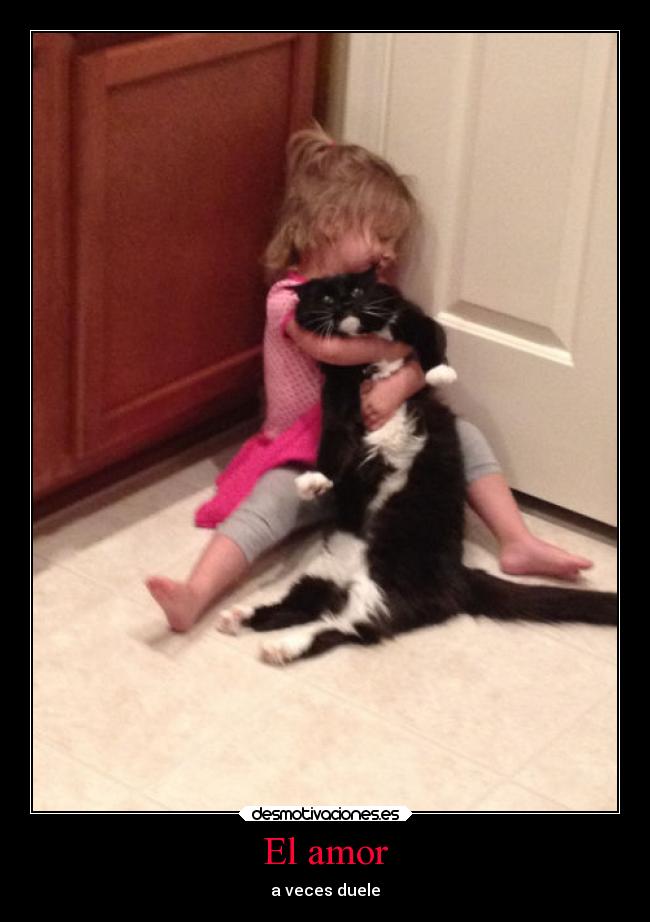 carteles amor sentimientos gatos amor desmotivaciones