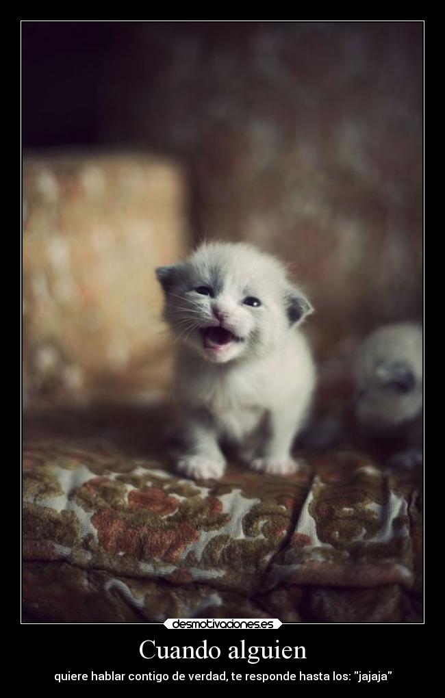 carteles animales conversaciones desmotivaciones