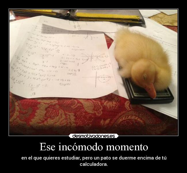 Ese incómodo momento - en el que quieres estudiar, pero un pato se duerme encima de tú
calculadora.