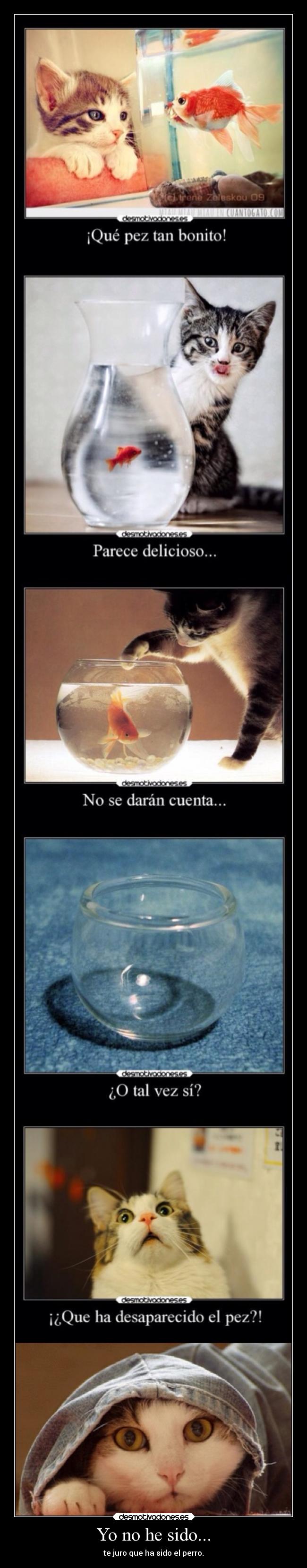carteles animales gato pez megacartel desmotivaciones
