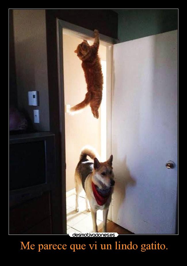 carteles animales gatos desmotivaciones