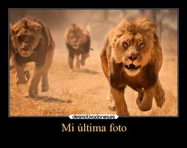 carteles animales humor leon fuente niknak79 desmotivaciones