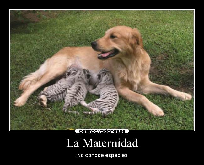 La Maternidad - No conoce especies