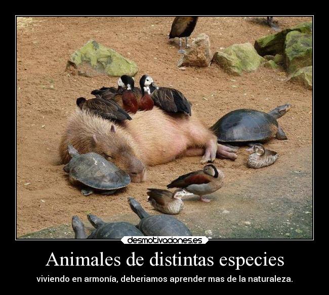 Animales de distintas especies - 