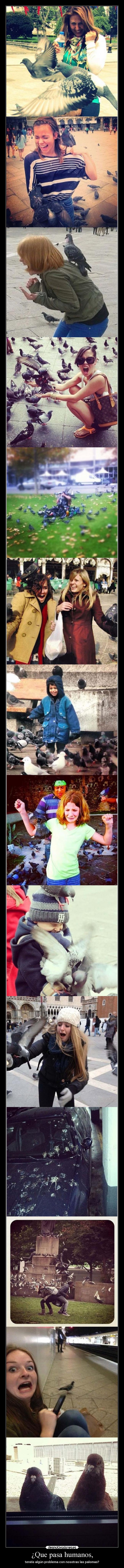 ¿Que pasa humanos, - tenéis algún problema con nosotras las palomas?
