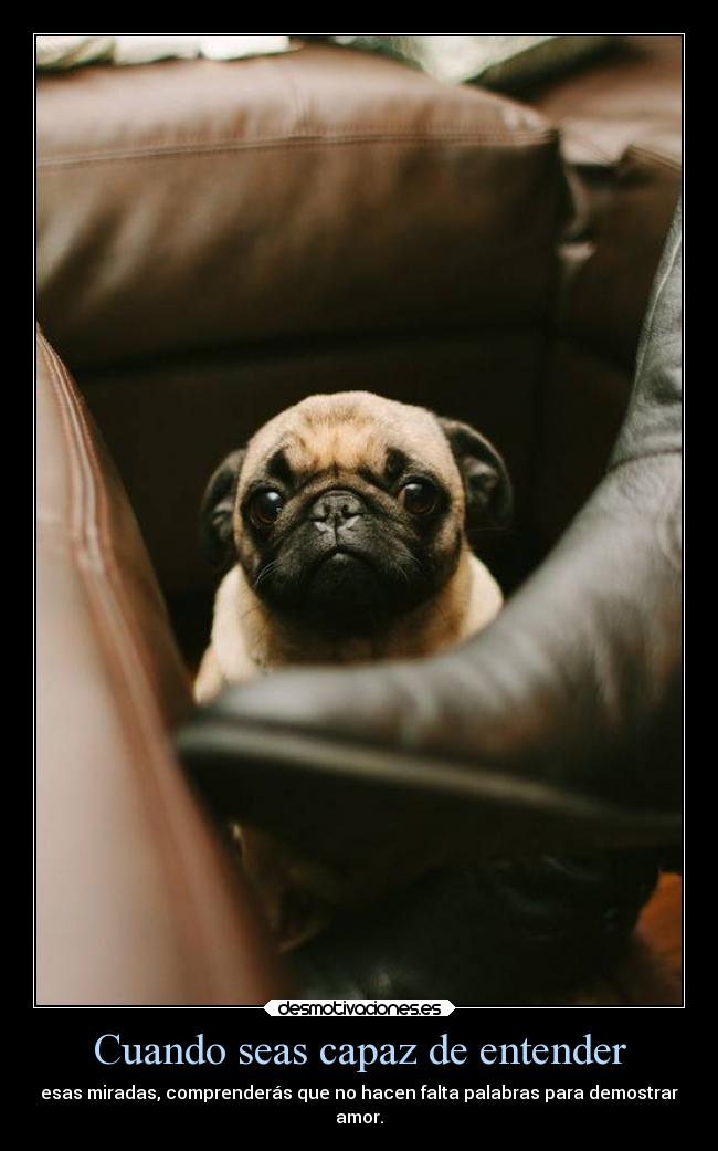 Cuando seas capaz de entender - esas miradas, comprenderás que no hacen falta palabras para demostrar
amor.