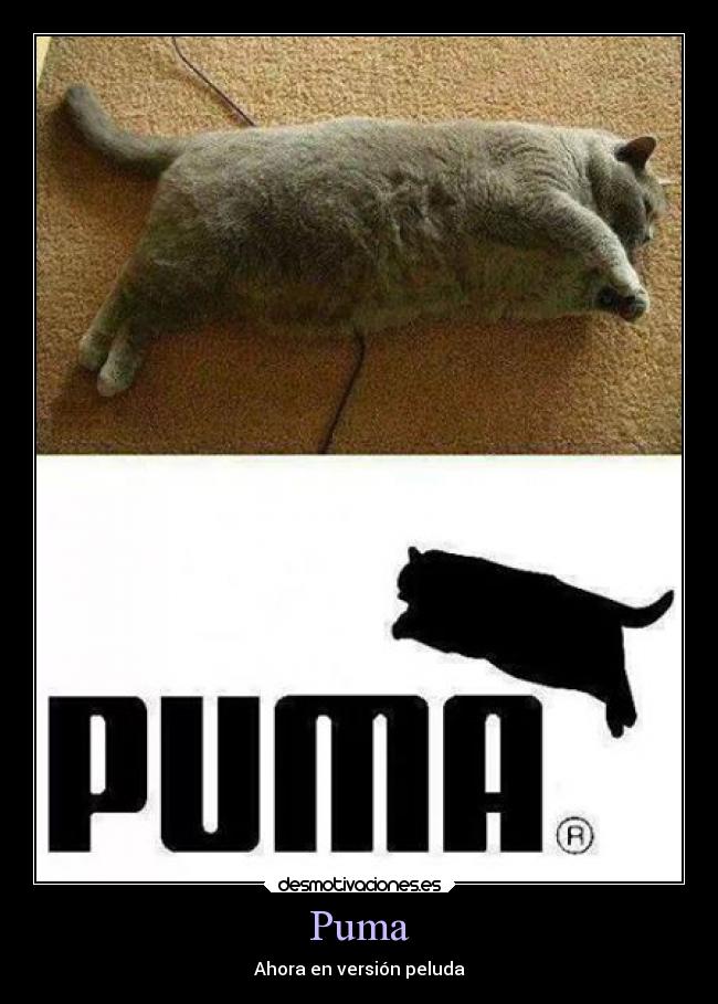 carteles animales puma gato pelos peluda desmotivaciones