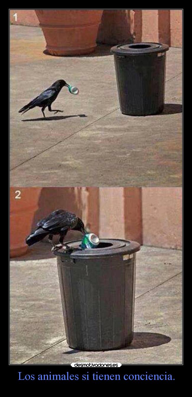 Los animales si tienen conciencia. - 