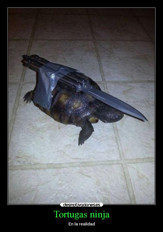 Tortugas ninja - En la realidad