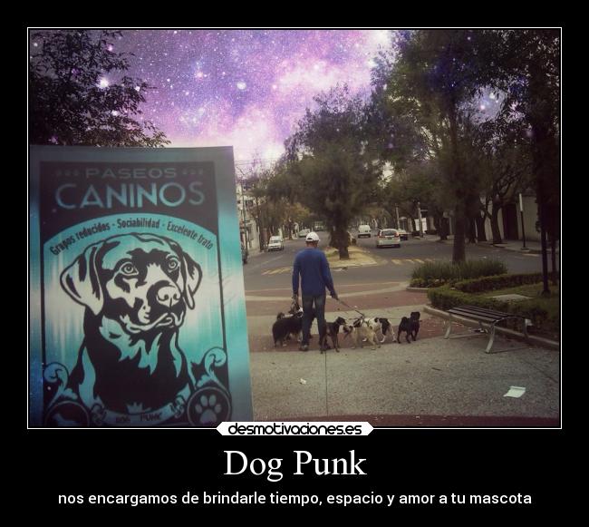 Dog Punk - nos encargamos de brindarle tiempo, espacio y amor a tu mascota