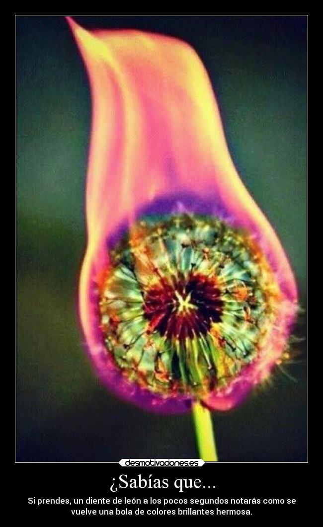 ¿Sabías que... - Si prendes, un diente de león a los pocos segundos notarás como se
vuelve una bola de colores brillantes hermosa.