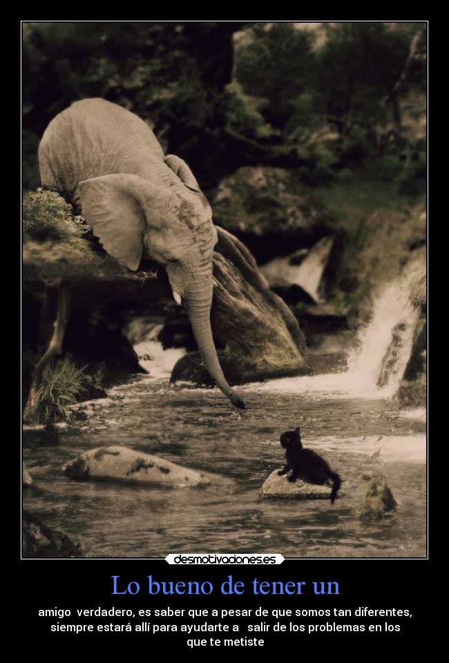 Lo bueno de tener un - amigo verdadero, es saber que a pesar de que somos tan diferentes,
siempre estará allí para ayudarte a salir de los problemas en los
que te metiste