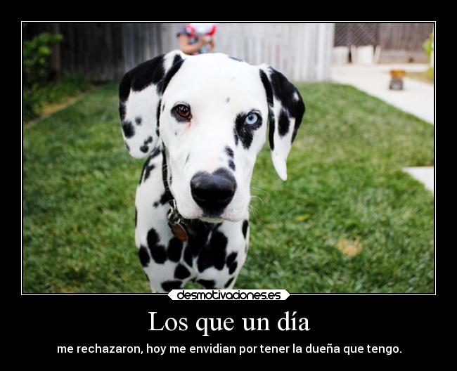 Los que un día - me rechazaron, hoy me envidian por tener la dueña que tengo.