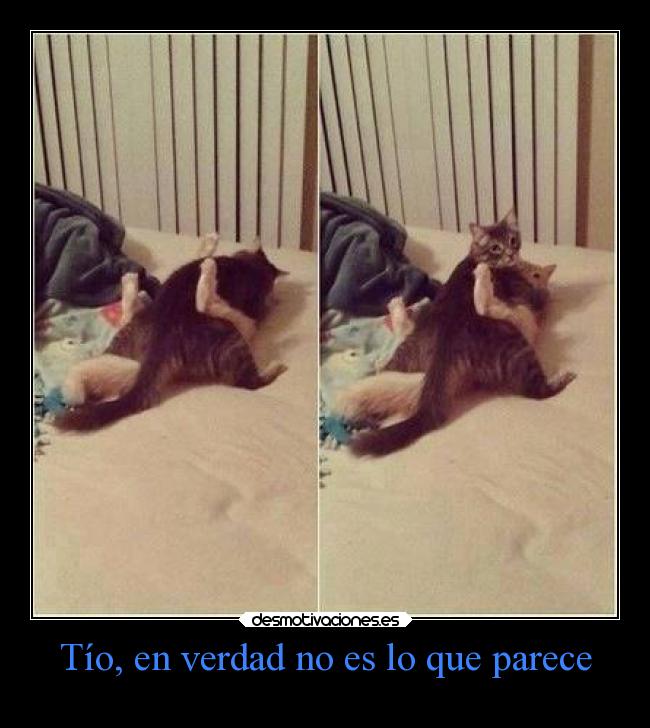 carteles amor animales desmotivaciones