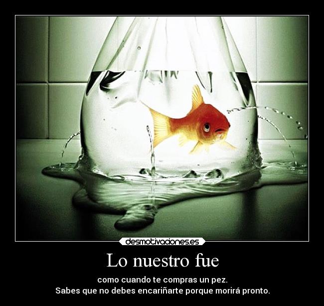 Lo nuestro fue - como cuando te compras un pez.
Sabes que no debes encariñarte porque morirá pronto.