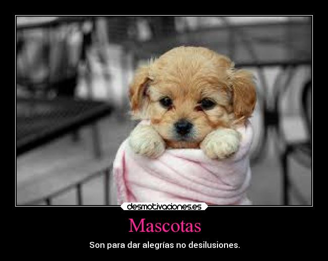 Mascotas - 