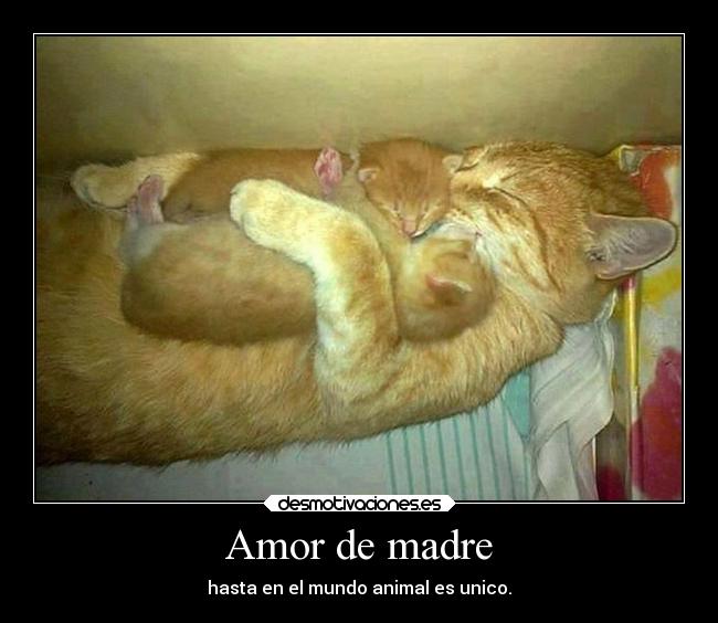 Amor de madre - hasta en el mundo animal es unico.