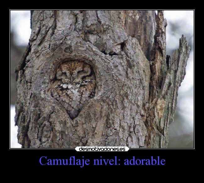 Camuflaje nivel: adorable -
