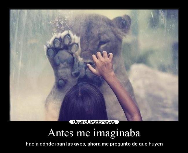 Antes me imaginaba - hacia dónde iban las aves, ahora me pregunto de que huyen