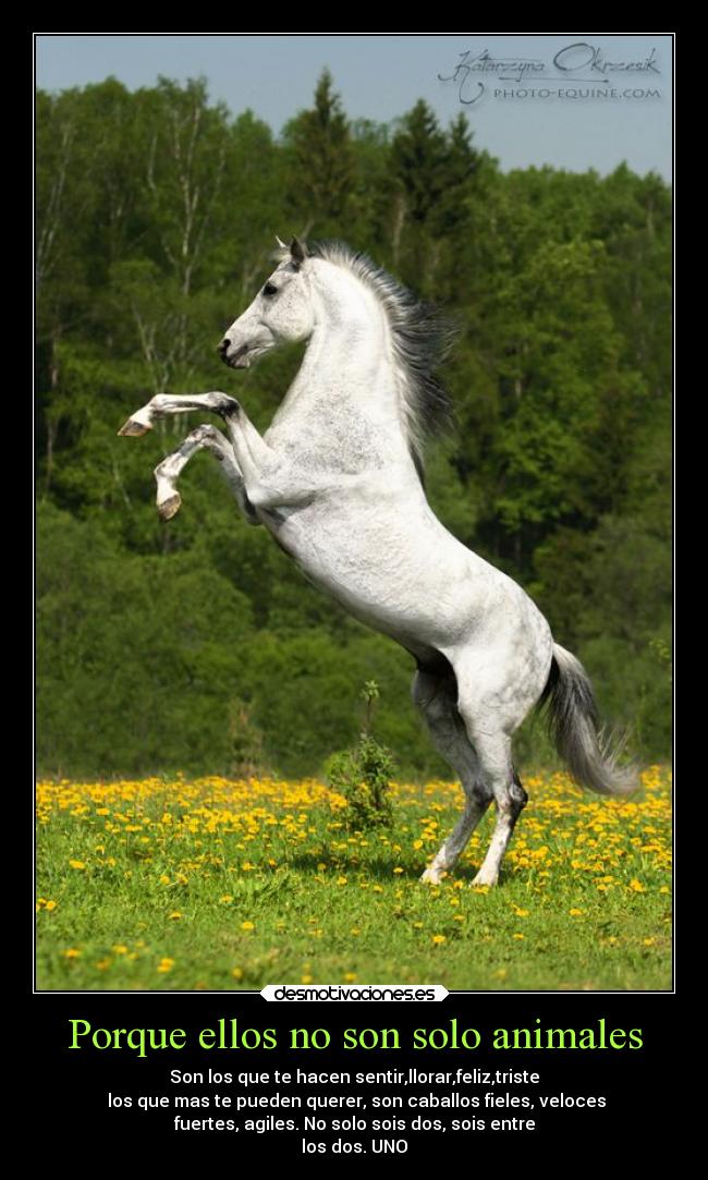 Porque ellos no son solo animales Desmotivaciones