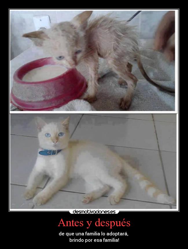 Antes y después - de que una familia lo adoptará,
brindo por esa familia!