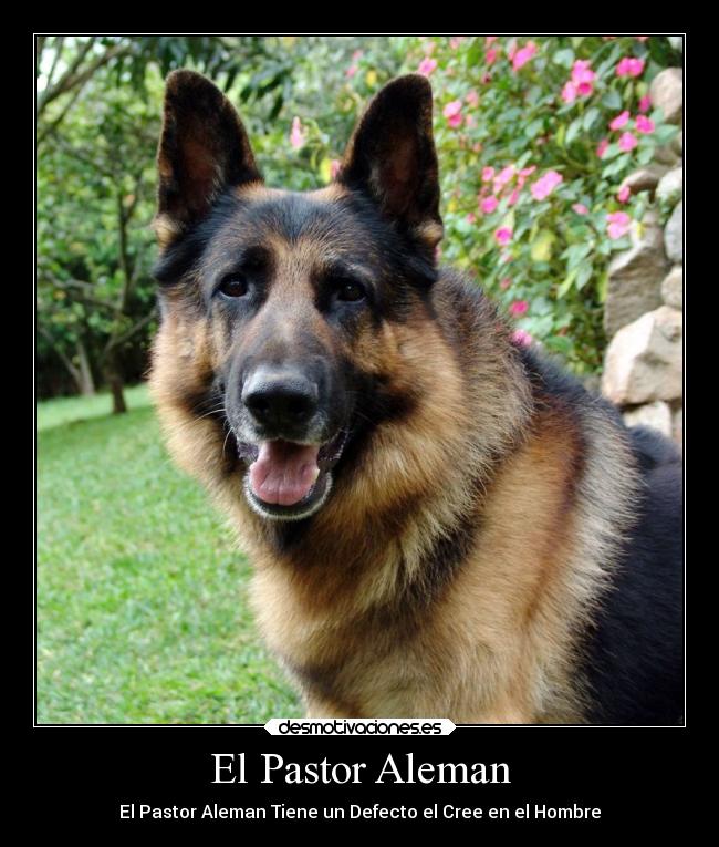 El Pastor Aleman - 