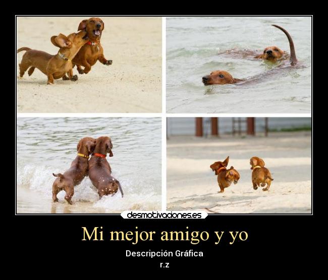 carteles animales desmotivaciones