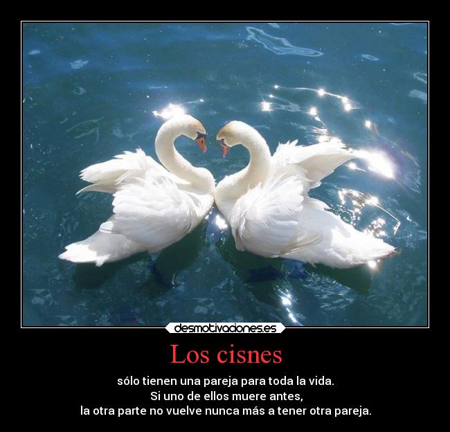 Los cisnes - sólo tienen una pareja para toda la vida.
Si uno de ellos muere antes,
la otra parte no vuelve nunca más a tener otra pareja.