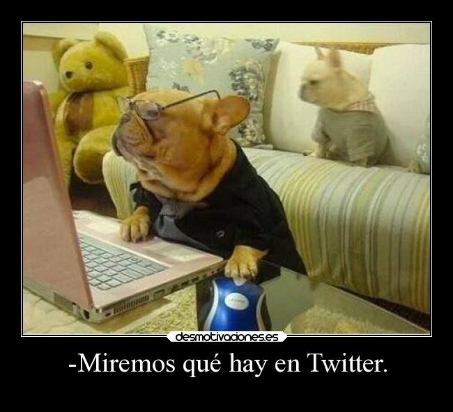 carteles animales desmotivaciones redes sociales samuelpichichi bollicaosjota wisdom desmotivaciones
