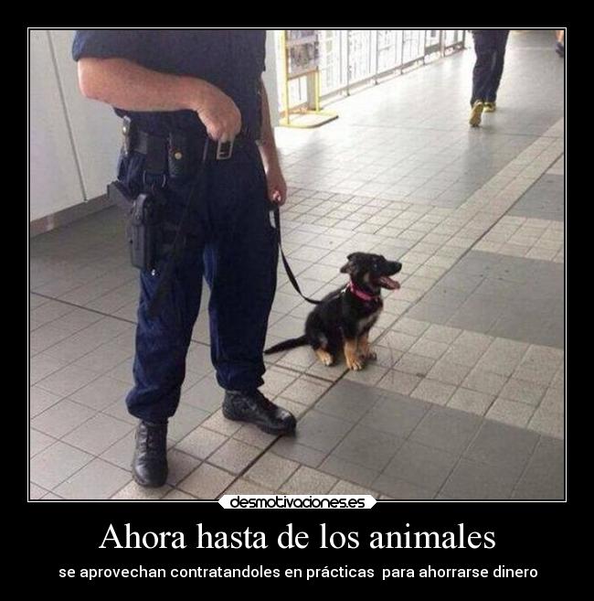 Ahora hasta de los animales -