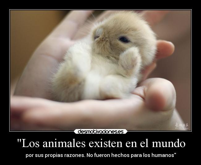 Los animales existen en el mundo - por sus propias razones. No fueron hechos para los humanos