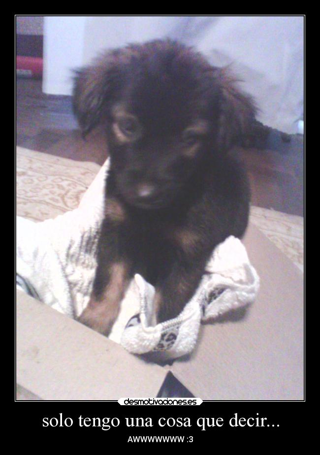 solo tengo una cosa que decir... - AWWWWWWW :3